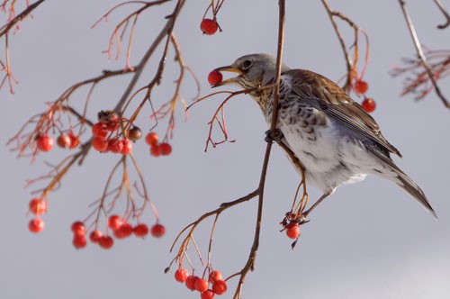 What Birds are in the Garden in February