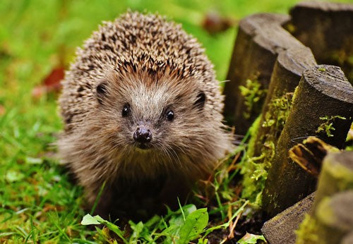 Help to hibernate! Help a hedgehog hibernate this autumn/winter