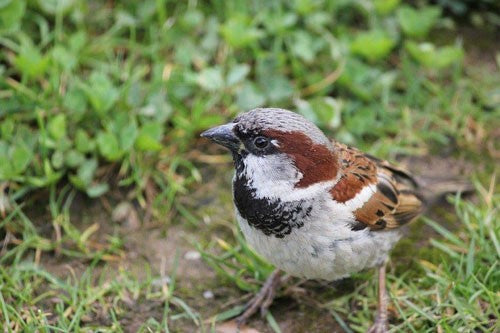 Britain’s Top 10 Most Common Garden Birds of 2020