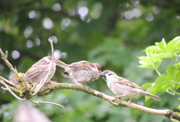 Image of three sparrows sat on a bench