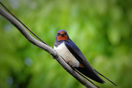 Migrating Swallows