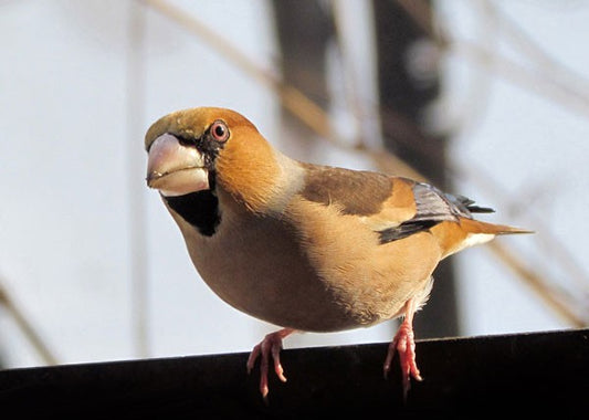 Hawfinch: Identification, Habitat, and Feeding Guide