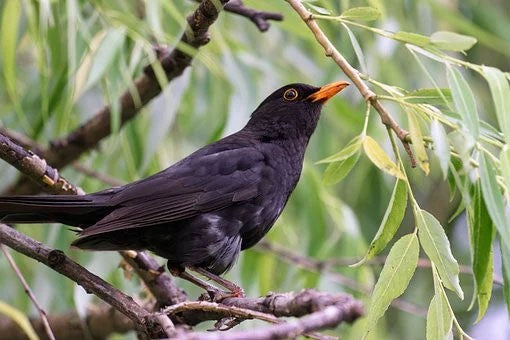Image of a blackbird sat in a green bush