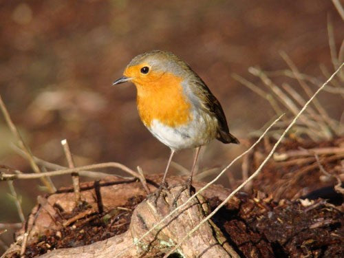 Image of a robin sat on a stump