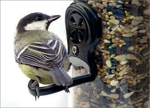 Image of a bird on a seed feeder