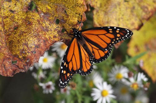 Big Butterfly Count Results 2016: Key Findings and Insights