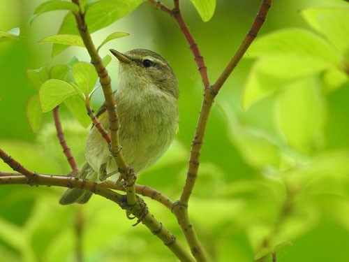 The Willow Warbler