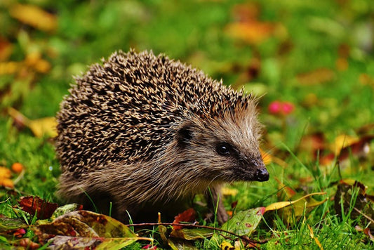 Metabolic Bone Disease in Hedgehogs