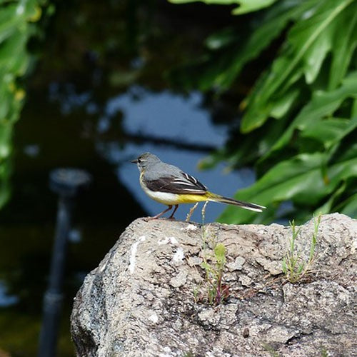 The Grey Wagtail