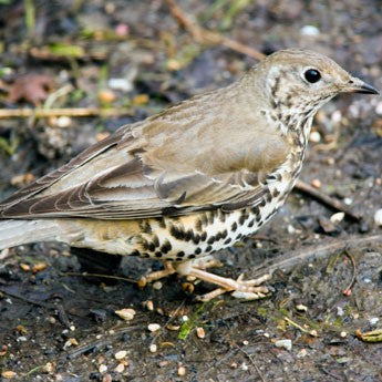 Image of a mistle thrush