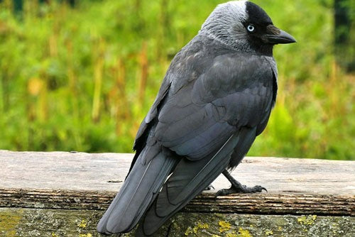 Jackdaw: Characteristics, Habitat, and Feeding Tips