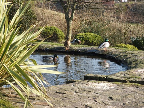 Image of ducks sat around a garden pond