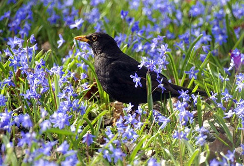 Image of a blackbird sat amongst some spring flowers
