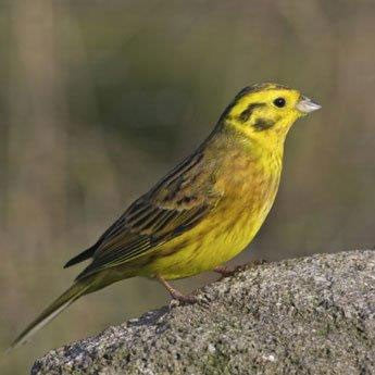 Image of a Yellowhammer