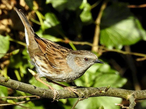 Image of a dunnock sat on a branch