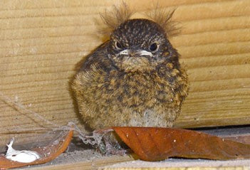 Image of a young robin in a shed