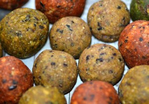 Robins Plus Blue Oyster: Effective Bait Combinations