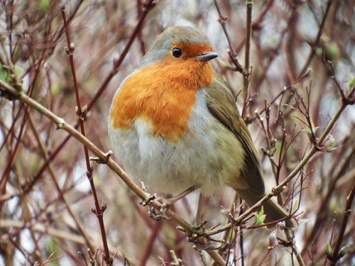 Night-Singing Birds: Species and Their Songs