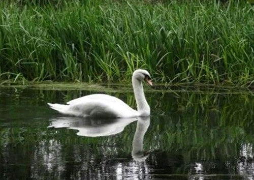 Majestic Mute Swan