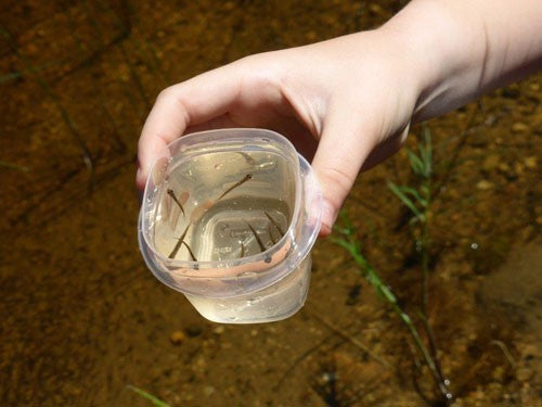 Exploring Pond and Park Life: Tips for Observing Wildlife