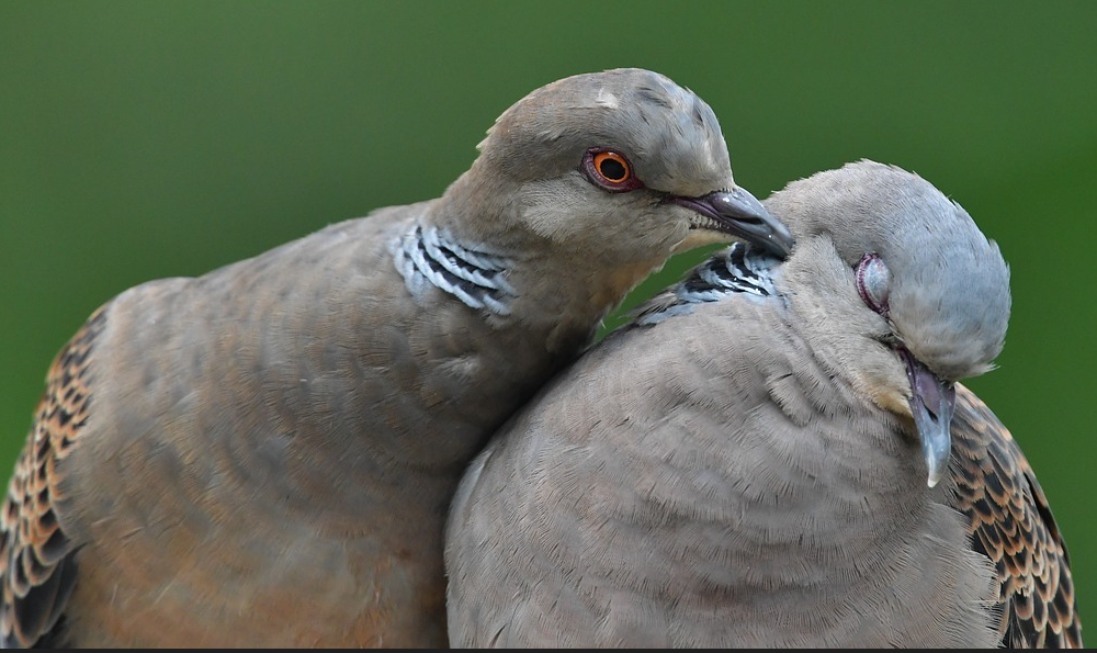 Turtle Doves: Symbols of Love and Peace