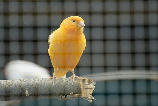 A Basic Guide to Keeping a Pet Canary - Haith's