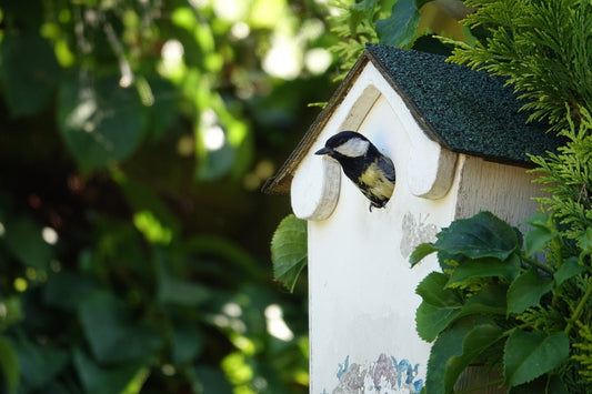A Guide to Different Kinds of Nest Boxes for Wild Birds - Haith's UK