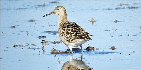 A South Gloucestershire Birder's Diary: Birdwatching Insights and Experiences - Haith's