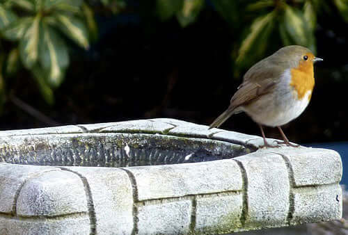 A watery winter for birds - Haith's