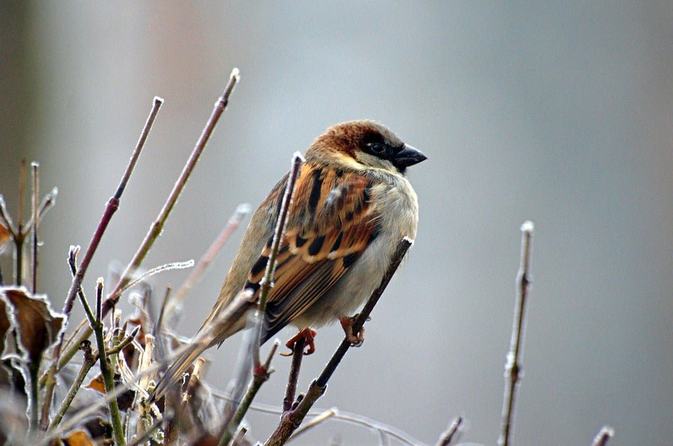 A Winter Wonderland of Wildlife - Feeding Garden Birds in January - Haith's