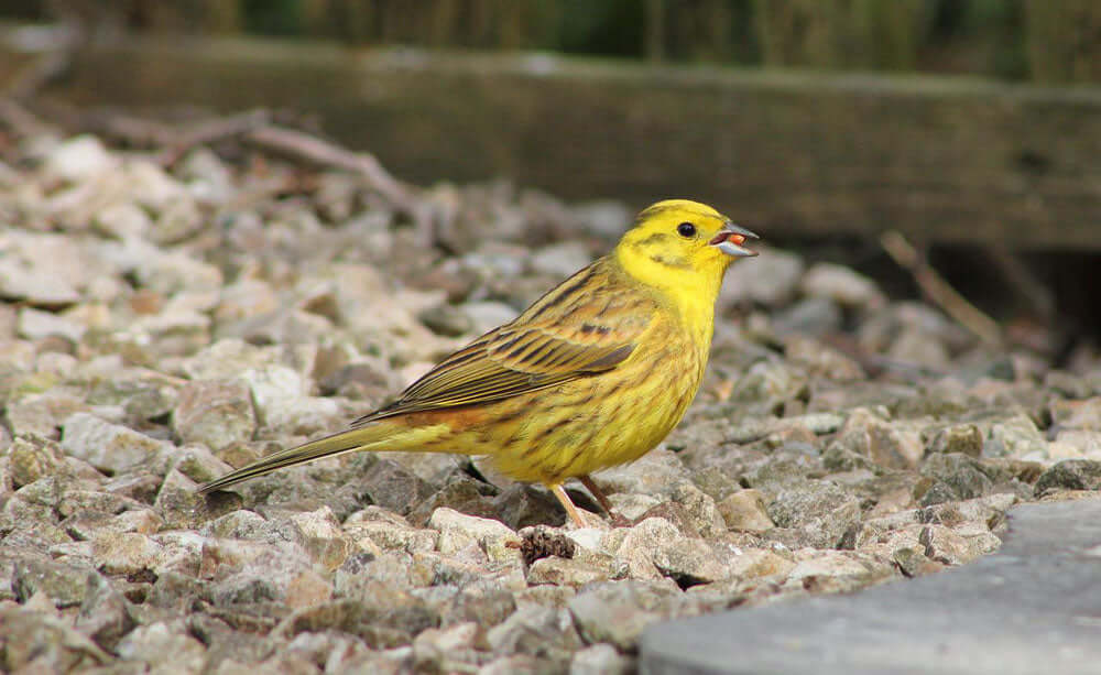 A Yellowhammer - Haith's