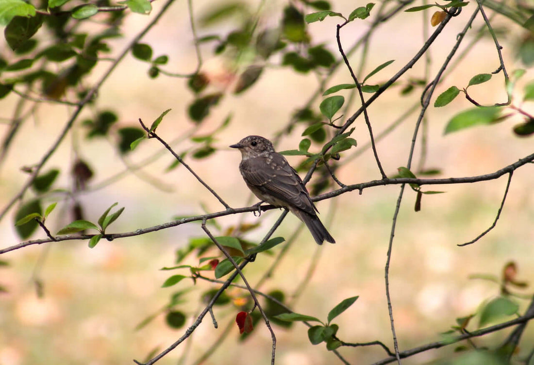 Dangers to farmland birds