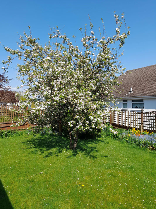 Small, medium and large trees for wildlife