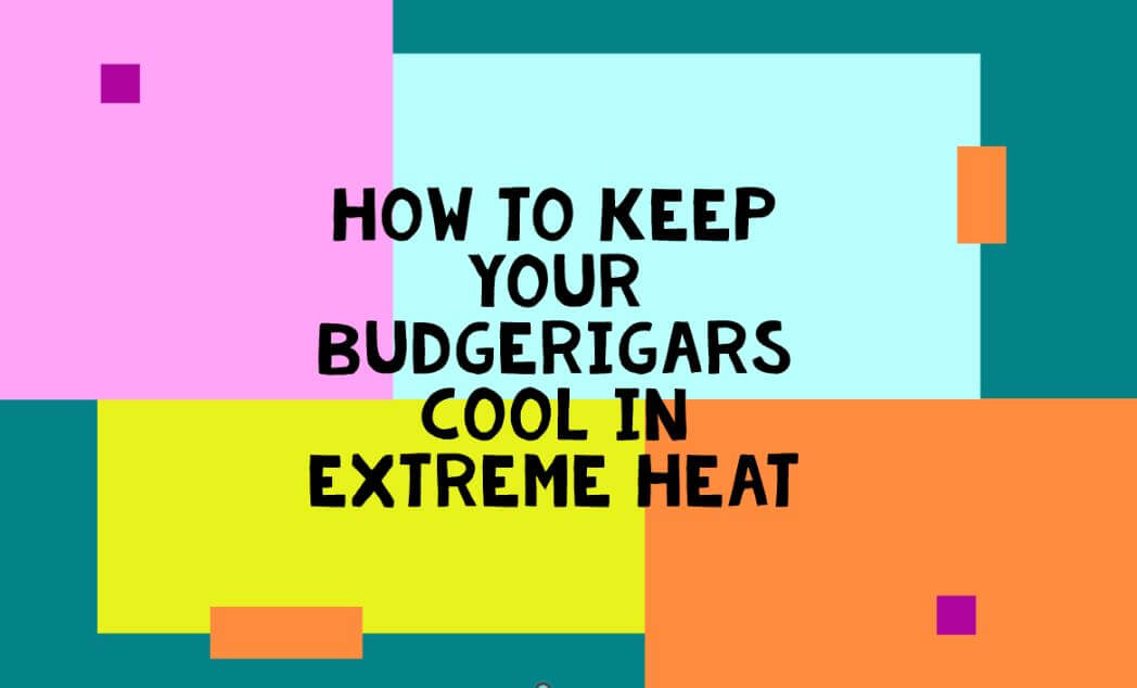 How to keep your budgerigars cool in extreme heat