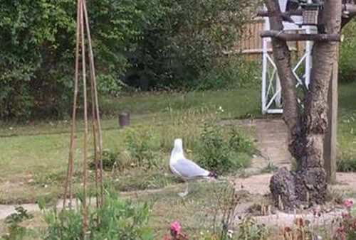 Pigeons feeding in gardens