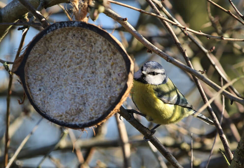 Blue tit