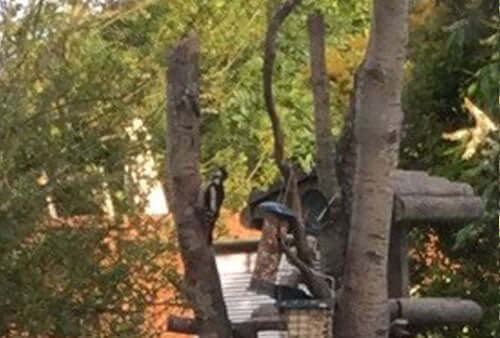 A woodpecker making frequent visits to suet squares and bird feeders