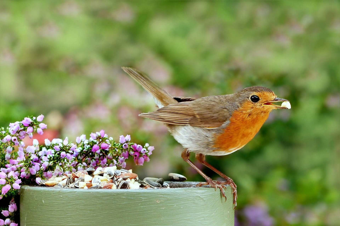 Squirrels start storing food for the winter in gardens and parks