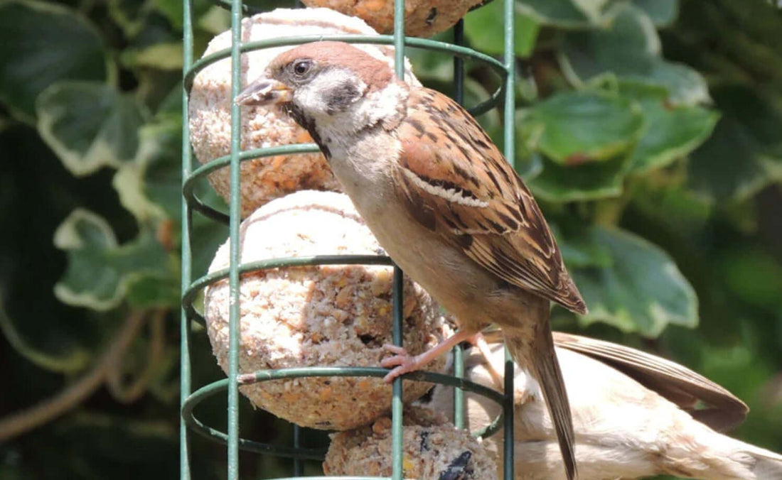 Suet – A Superfood for Every Season