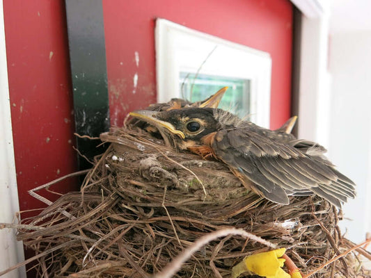 Baby Robins