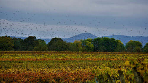 An S.O.S for biodiversity - Haith's