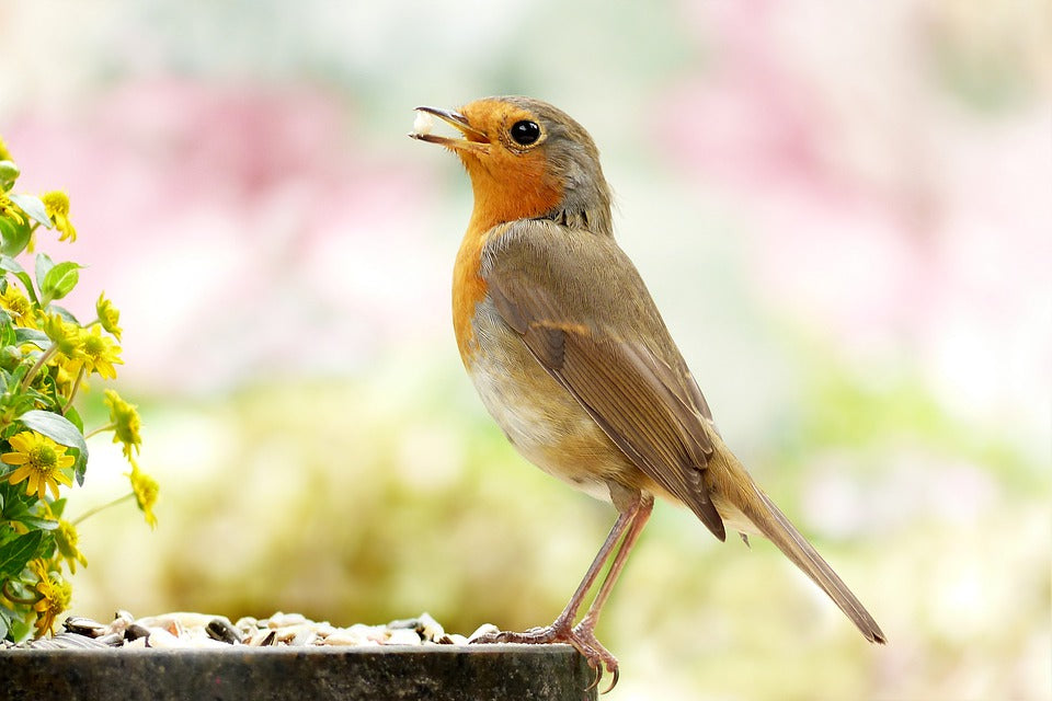 Image of a robin eating Haith's food