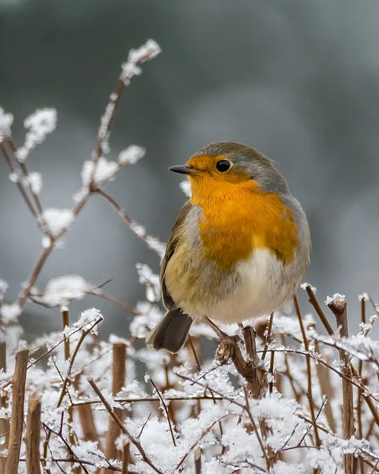 robin sat on a branch covered in snow