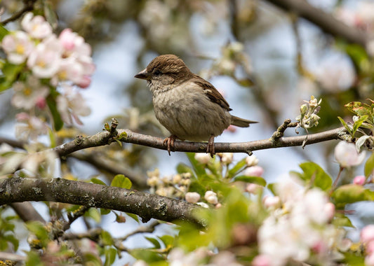 Are Everyday Pet Treatments Putting UK Wild Birds at Risk? - Haith's UK