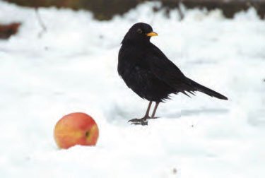 Are your garden birds ready for a 'Big Freeze?' - Haith's