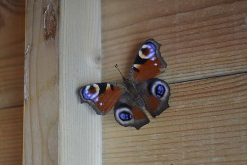 Armchair Naturalist - Peacock Butterfly - Haith's