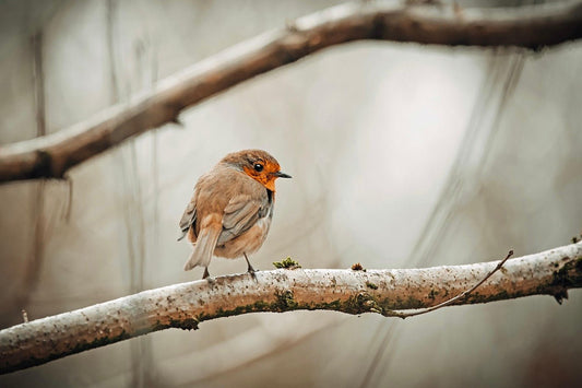Autumn Bird Migration in the UK: A Season of Arrivals and Farewells - Haith's UK