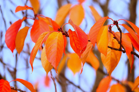 Autumn in the garden & supporting wildlife as days shorten & temperatures dip. - Haith's UK