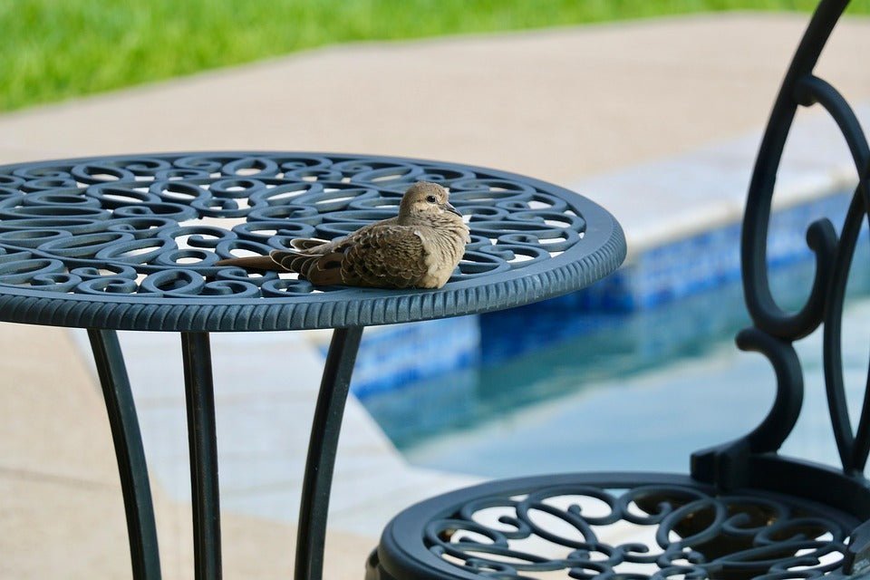 Avian Influenza (AI): Guidance for Wild Bird Feeders - Haith's UK
