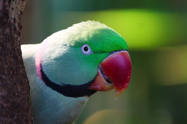 The Unique Charm of Ringneck Parakeets